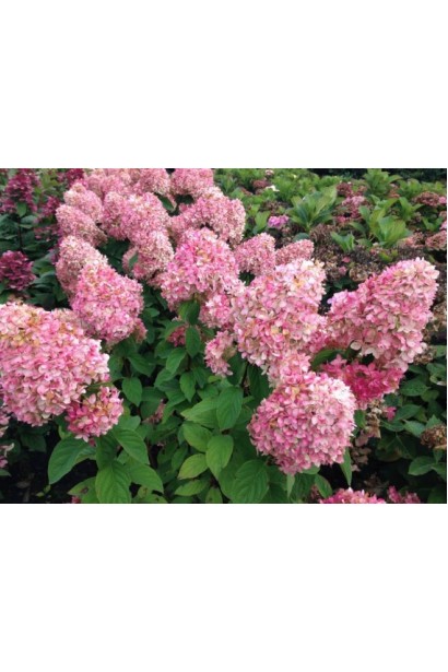 Гортензия Меджикал Кэндл большие конусовидные розовые соцветия